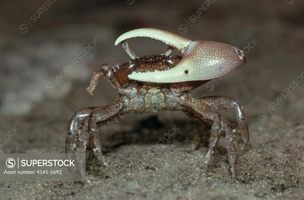 fiddler crab uca sp. male signalling, florida, usa