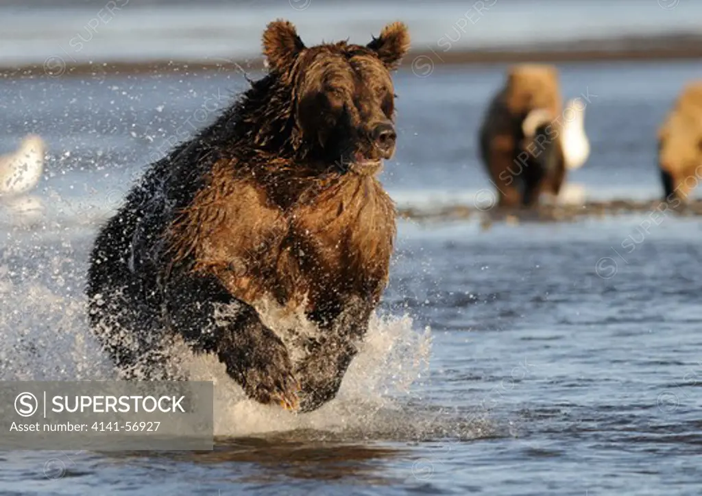 Brown Bear (Ursus Arctos) Bounding After A Salmon, Alaska, Usa.