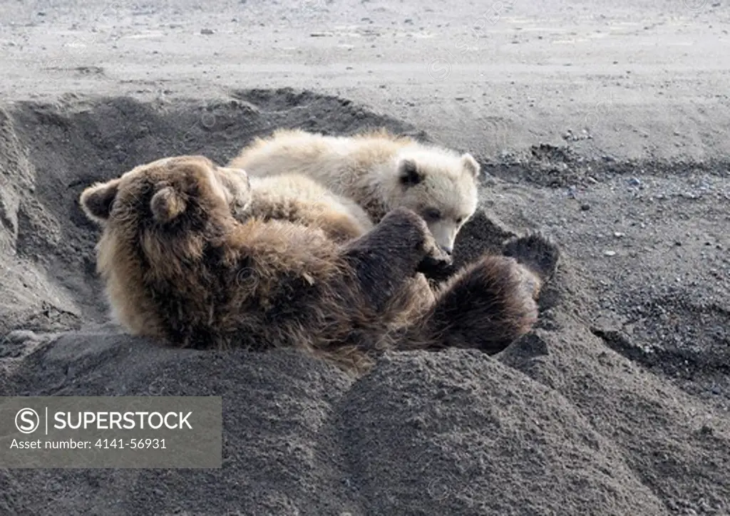 Brown Bear (Ursus Arctos ) Sow Nursing Two Cubs, Alaska, Usa