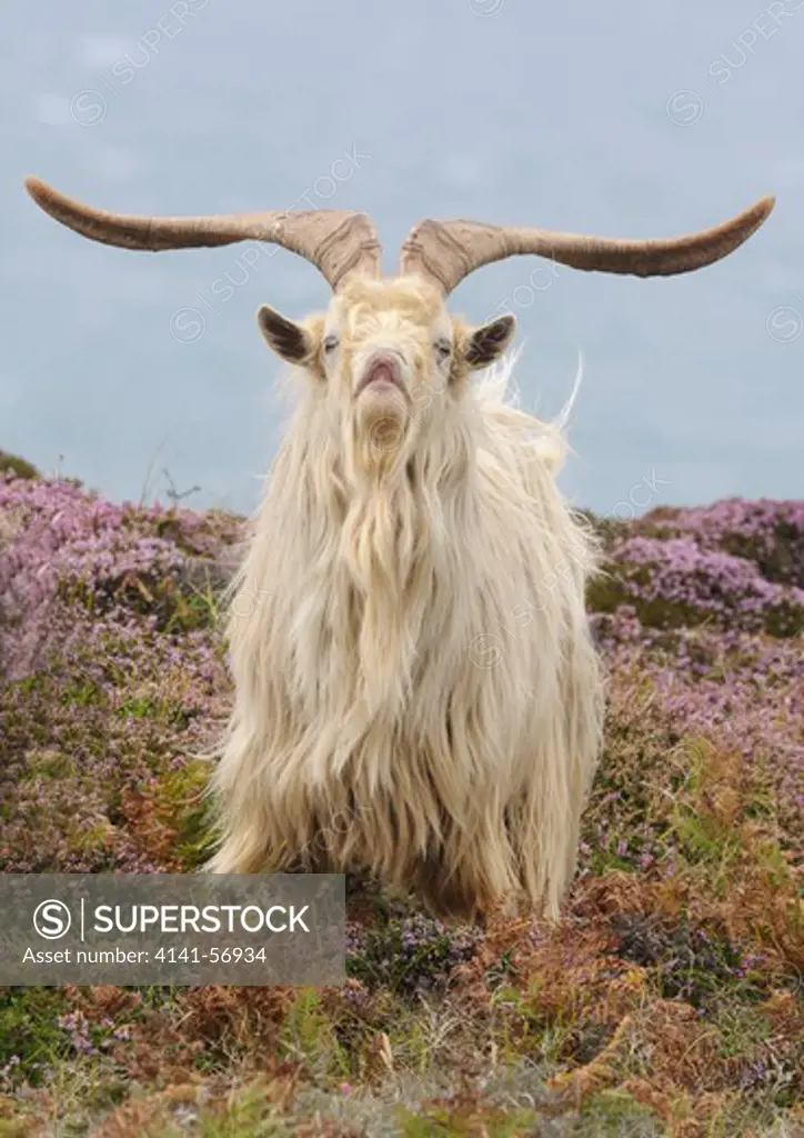 Male Feral Goat (Capra Aegagrus Hircus) Asserts Himself In The Herd, Lundy Island, Uk