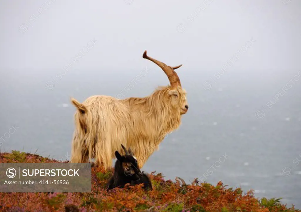 Male Feral Goat (Capra Aegagrus Hircus) Looks Out To Sea As He Stands Protectively Over His Nanny Mate, Lundy Island, Uk