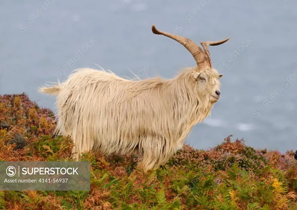Male Feral Goat (Capra Aegagrus Hircus) Surveys His Territory From The Cliff Edge, Lundy Island, Uk