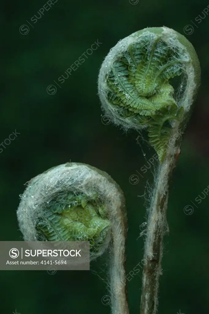 cinnamon fern osmunda cinnamomea fiddleheads starting to unfurl 