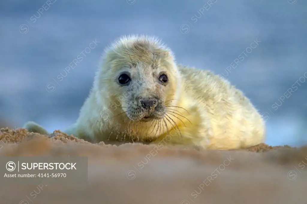Grey Seal Pup, Halichoerus Grypus On A Norfolk Beach