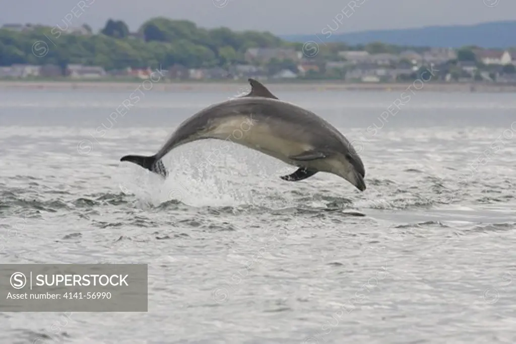 Bottlenose Dolphin Breaching (Tursiops Truncatus) - Moray Firth - Scotland