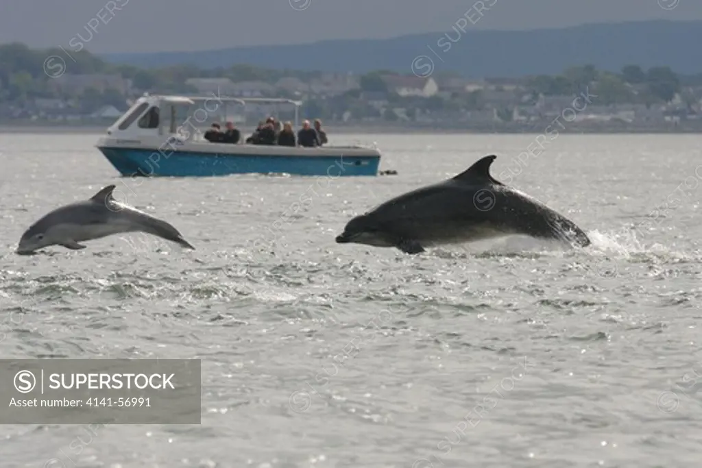 Dolphin Watching In The Moray Firth - Scotland - Uk