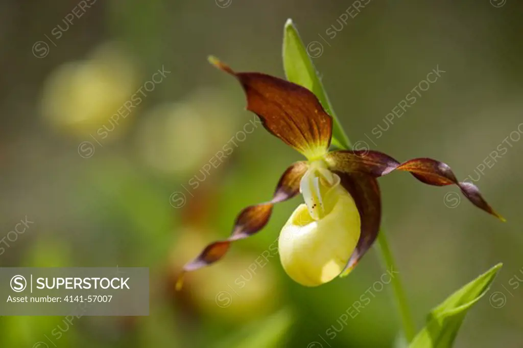 Ladies Slipper Orchid, Cypripedium Calceolus Extremely Rare Orchid Of Nothern England