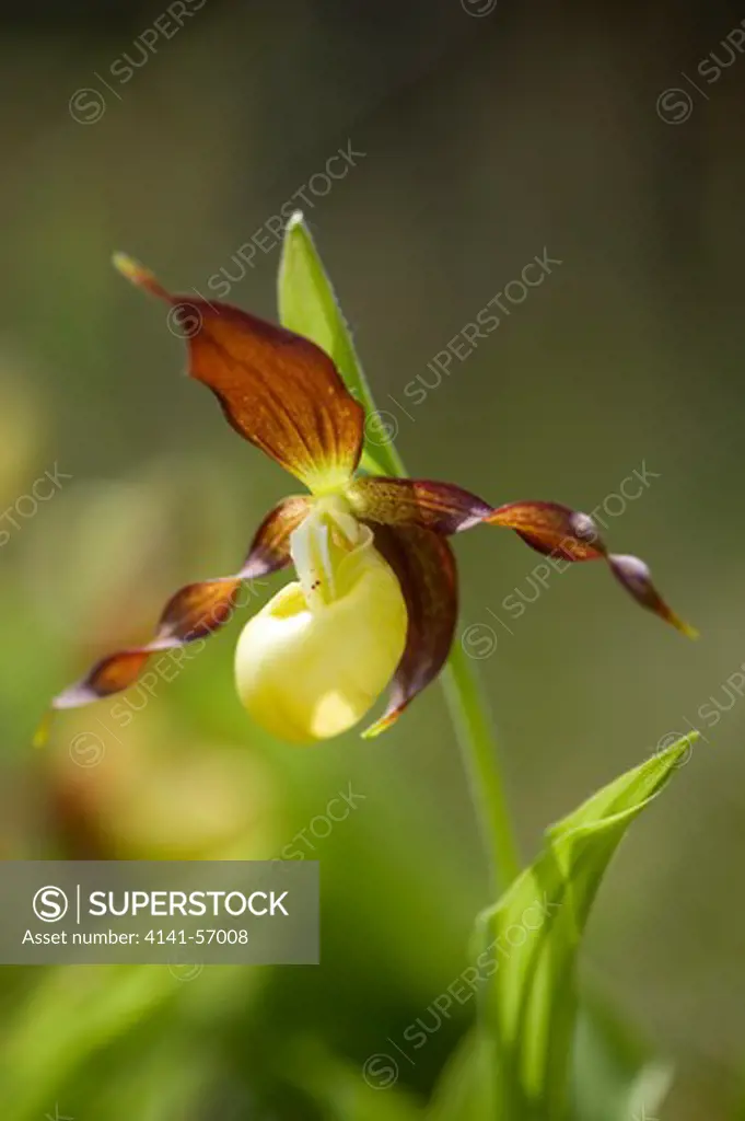Ladies Slipper Orchid, Cypripedium Calceolus Extremely Rare Orchid Of Nothern England