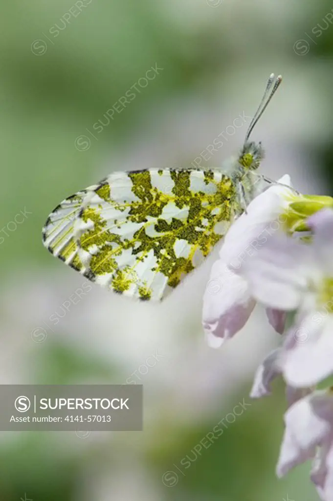 Orange Tip Butterfly (Anthocharis Cardamines) Female During A Session Of Egg Laying On Larval Food Plant, Cuckoo Flower, Sussex, Uk.
