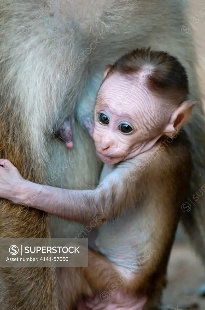 A 4 Week Old Infant Toque Macaque (Macaca Sinica Sinica), Archaeological Reserve, Polonnaruwa, Sri Lanka. Iucn Red List Classification: Endangered
