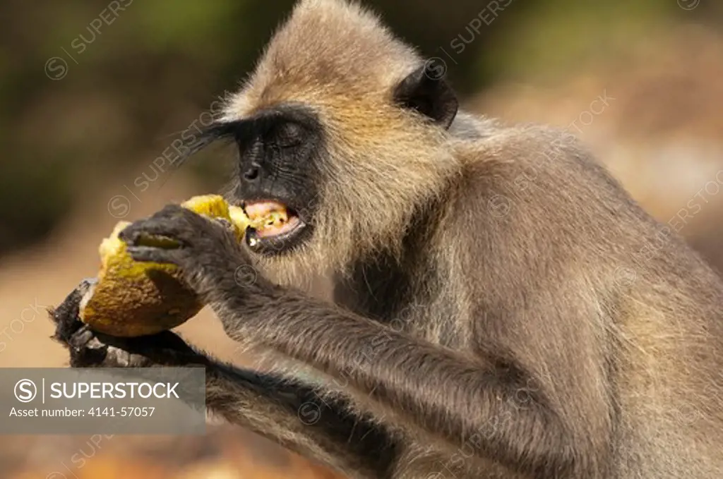 A Grey Or Hanuman Langur (Presbytis Entellus Thersites) Scavenges From A Rubbish Heap Left By Traders In The Archaeological Reserve, Polonnaruwa, Sri Lanka