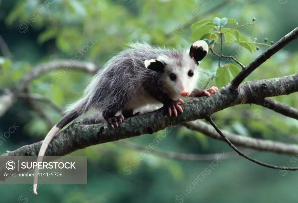 virginia or common opossum didelphis virginiana young north carolina, usa 