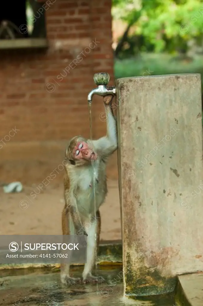 An Eight Year Old Female Toque Macaque (Macaca Sinica Sinica), Named Dolta And From Group D1 ( Assigned By The Smithsonian Research Institute), Drinks Water From A Tap. This Group Of Monkeys Has Learnt To Turn Taps On For An Easy Water Source. Archaeological Reserve, Polonnaruwa, Sri Lanka. Iucn Red List Classification: Endangered