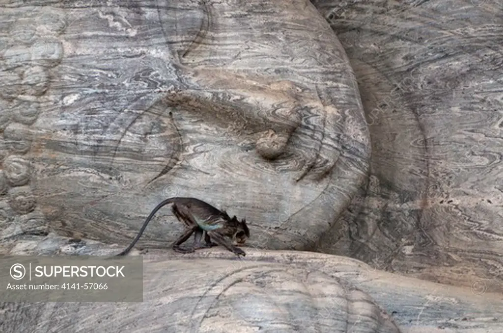 A Juvenile Toque Macaque (Macaca Sinica Sinica) Bends Its Head Down To The Hand Of One Of The Gal Vihara Statues. It Is Wet From Swimming In A Pool Hidden In The Rock Above The Statues. Archaeological Reserve. Archaeological Reserve, Polonnaruwa, Sri Lanka. Iucn Red List Classification: Endangered