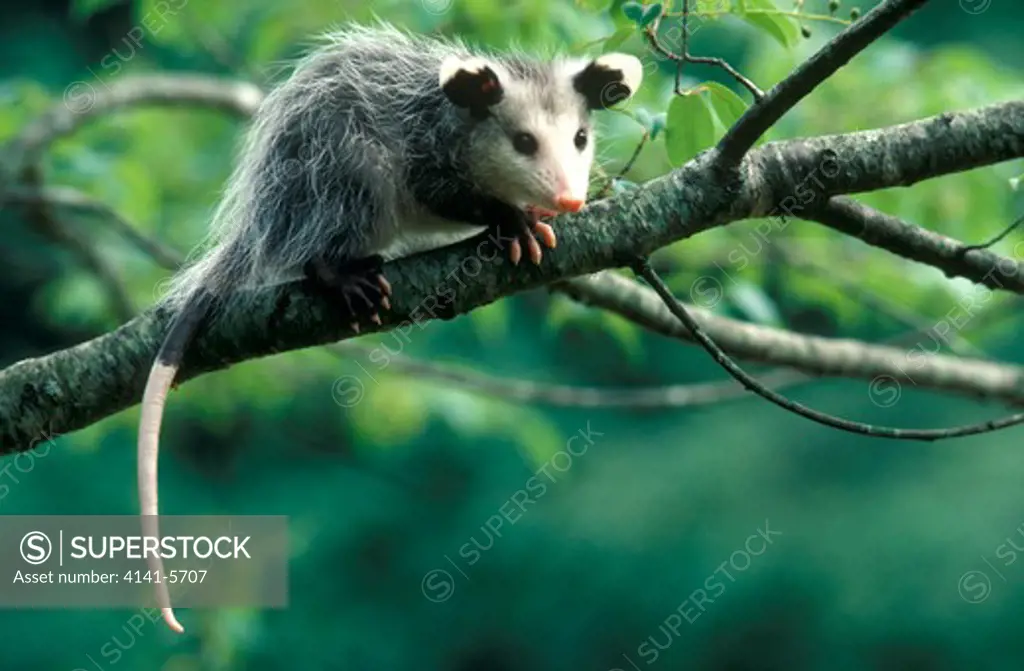 virginia or common opossum didelphis virginiana north carolina, usa 