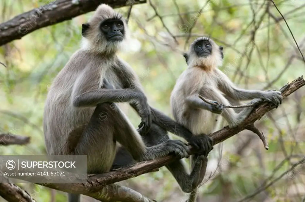 Grey Or Hanuman Langur (Presbytis Entellus Thersites) Adult Female And Juvenile Sitting In Tree. Archaeological Reserve, Polonnaruwa, Sri Lanka
