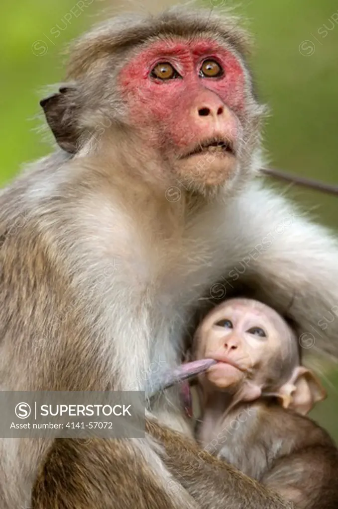 A Female Toque Macaque (Macaca Sinica Sinica) Looks Upwards Whilst Her Baby, Around 6 Weeks Old, Suckles. She Has A Red Face That Develops In Females With Age. Archaeological Reserve, Polonnaruwa, Sri Lanka. Iucn Red List Classification: Endangered