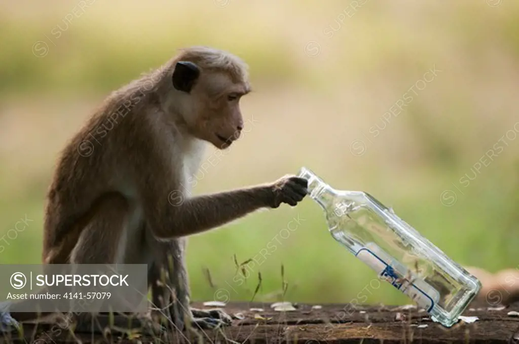 A Toque Macaque (Macaca Sinica Sinica) Investigates An Empty Arrack Bottle, The Sri Lankan Coconut Based Spirit, After Being Attracted By The Sweet Scent.  Archaeological Reserve, Polonnaruwa, Sri Lanka. Iucn Red List Classification: Endangered
