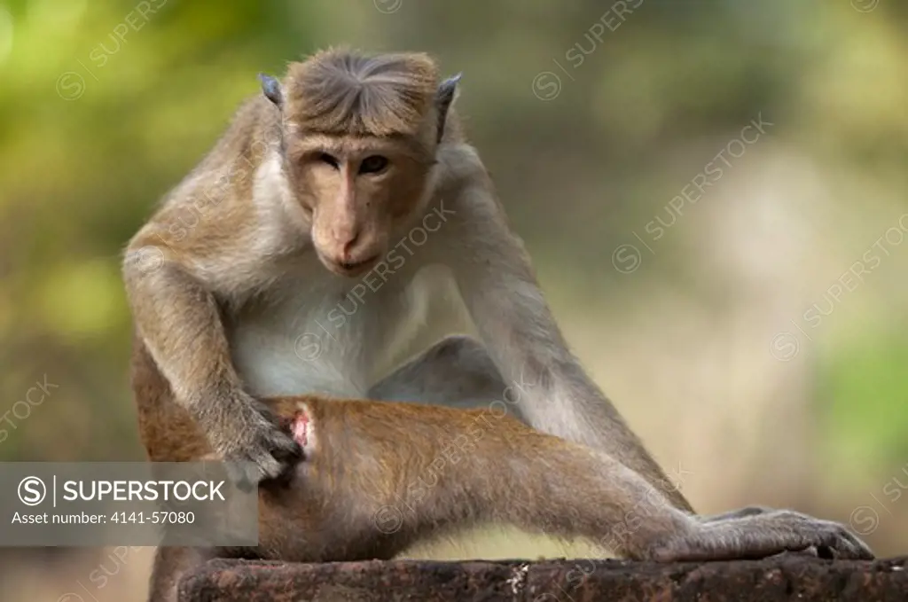 A Male Toque Macaque (Macaca Sinica Sinica) Picks At His Wounded Leg. This Wound, And His Missing Eye, Are Probably The Results Of Fights With Other Monkeys Either In His Troop Or With Rival Troops. Archaeological Reserve, Polonnaruwa, Sri Lanka. Iucn Red List Classification: Endangered