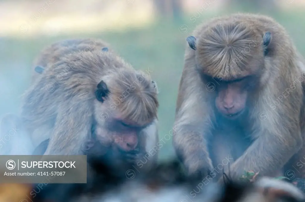 Toque Macaques (Macaca Sinica Sinica) Scavenging For Scaps Of Food In A Fire. Archaeological Reserve, Polonnaruwa, Sri Lanka. Iucn Red List Classification: Endangered