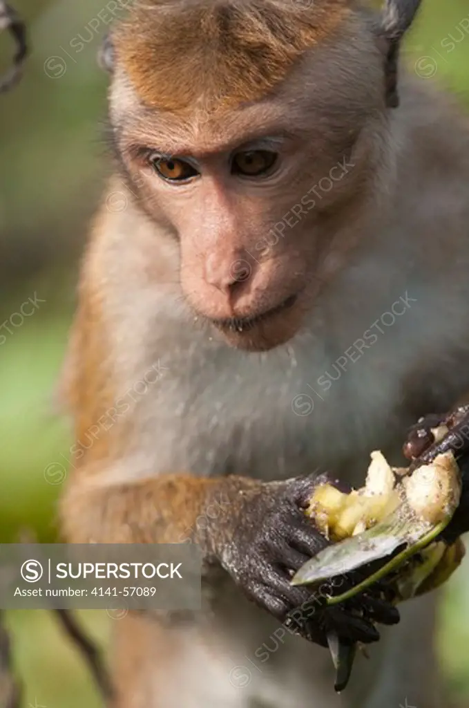 A Toque Macaque (Macaca Sinica Sinica) Eats A Water Lilly Bud. These Are A Popular And Valuable Food Source For The Monkeys Who Lift Water Lilly Pads To Check For These Buds. Archaeological Reserve, Polonnaruwa, Sri Lanka. Iucn Red List Classification: Endangered