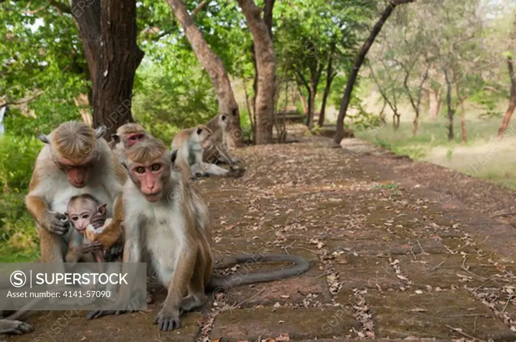 A Group Of Toque Macaques (Macaca Sinica Sinica) On 13Th Century Walls. Archaeological Reserve, Polonnaruwa, Sri Lanka. Iucn Red List Classification: Endangered