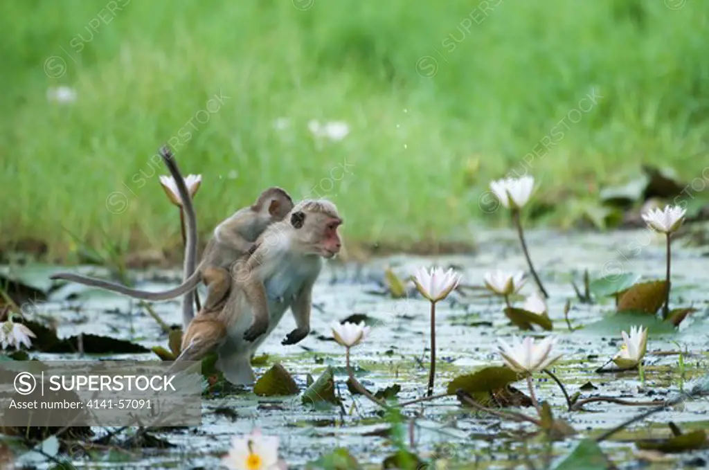 A Female Toque Macaque (Macaca Sinica Sinica) With Her Infant On Her Back Searches For Water Lilly Buds. These Are A Popular And Valuable Food Source For The Monkeys Who Can Be Seen Lifting Water Lilly Pads To Check For Buds. Archaeological Reserve, Polonnaruwa, Sri Lanka. Iucn Red List Classification: Endangered