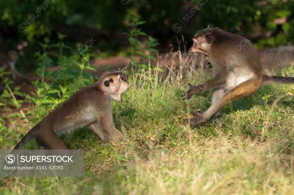 Two Dry Zone Toque Macaque (Macaca Sinica Sinica) Monkeys Fight In A Confrontation, Note The Bared Canines And The Injury On The Monkeys Wrist On The Right (Most Likely Caused In A Previous Fight), Archaeological Reserve, Polonnaruwa, Sri Lanka. Iucn Red List Classification: Endangered