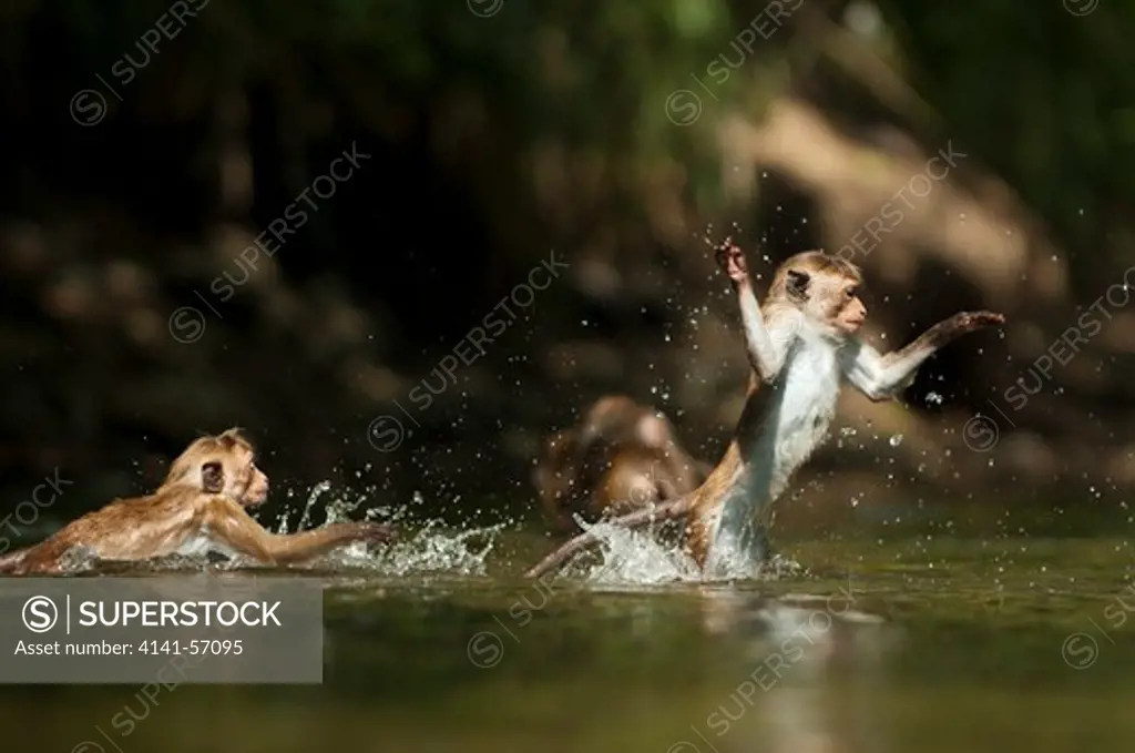 Toque Macaques (Macaca Sinica Sinica) Playing In A Irrigation Channel That Borders Both Their Home Reserve And Next Door Town. Polonnaruwa, Sri Lanka. Iucn Red List Classification: Endangered