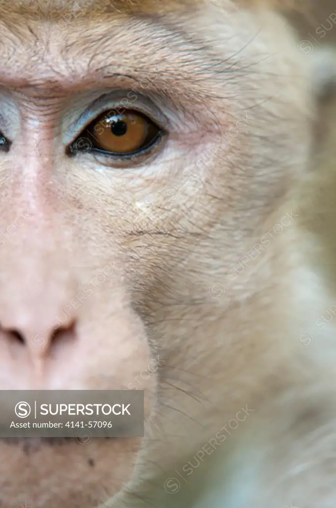 A Toque Macaque (Macaca Sinica Sinica) Male. He Is Eight Years Old And Has Been Named Defuse By The Smithsonian Research Station. Polonnaruwa, Sri Lanka. Iucn Red List Classification: Endangered