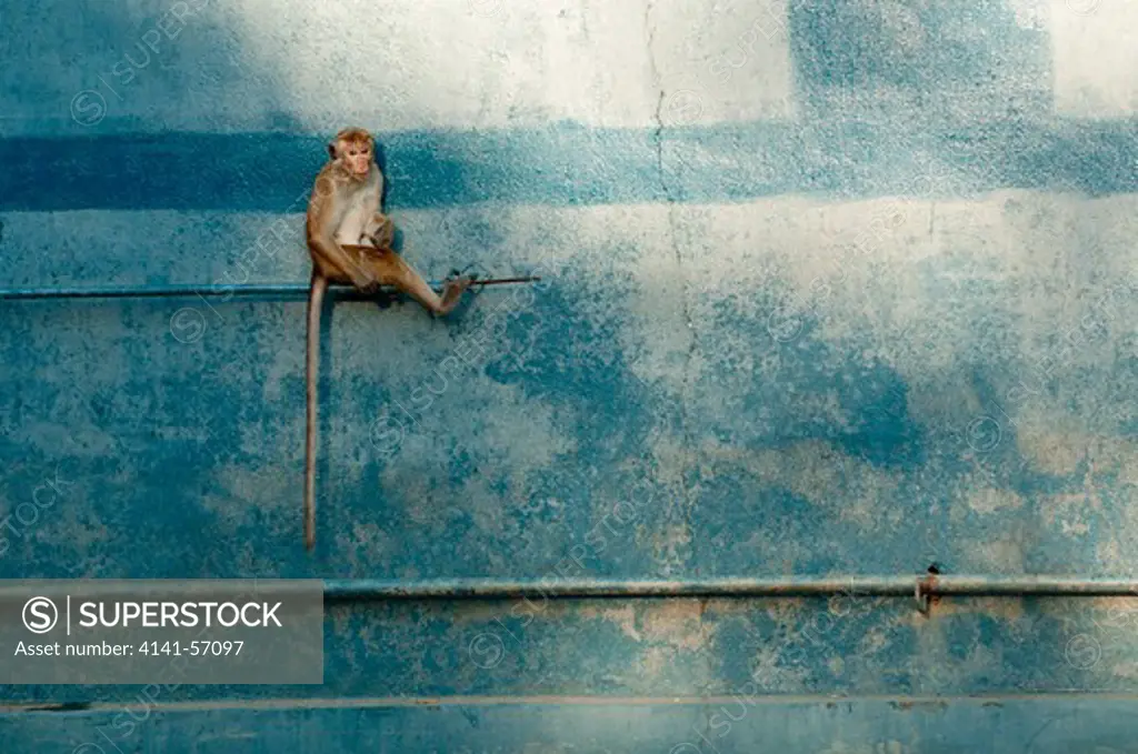 A Toque Macaque (Macaca Sinica Sinica) Perches On A Garage Wall. Pollonaruwa Town, Sri Lanka. Iucn Red List Classification: Endangered