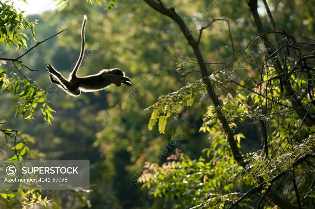 A Toque Macaque (Macaca Sinica Sinica) Jumps Between Trees. Archaeological Reserve, Polonnaruwa, Sri Lanka. Iucn Red List Classification: Endangered