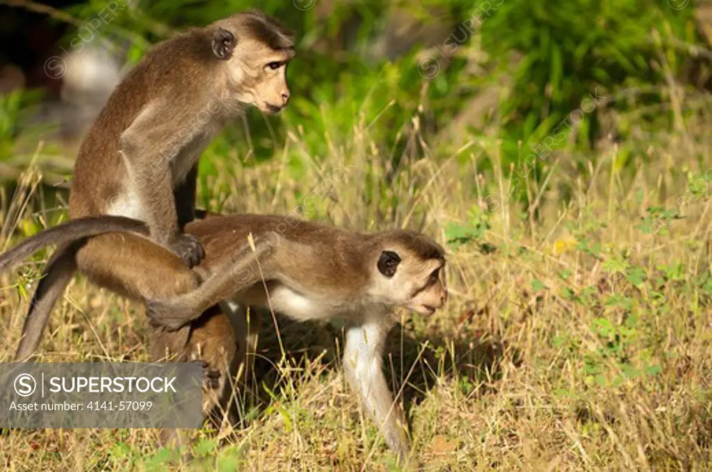 Dry Zone Toque Macaque (Macaca Sinica Sinica) Monkeys Mating. Archaeological Reserve, Polonnaruwa, Sri Lanka. Iucn Red List Classification: Endangered