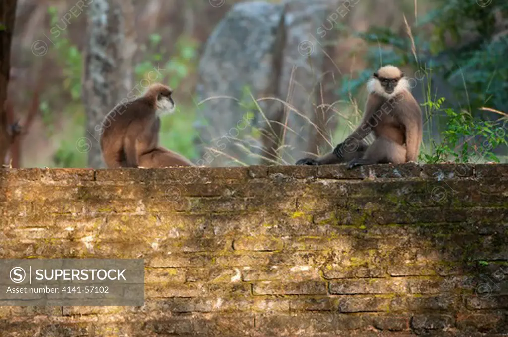 Purple Faced Langurs (Trachypithecus Vetulus Philbricki) Sit On A 13Th Century Wall At The Archaeological Reserve, Polonnaruwa, Sri Lanka. Iucn Red List Classification: Endangered