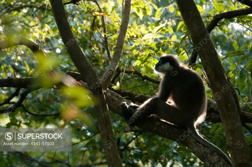A Purple Faced Langur (Trachypithecus Vetulus Philbricki) In A Tree. Archaeological Reserve, Polonnaruwa, Sri Lanka. Iucn Red List Classification: Endangered