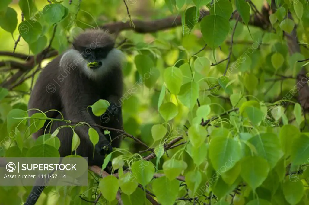 A Purple Faced Langur (Trachypithecus Vetulus Philbricki) Feeds On The Leaves Of A Ficus Religiosa Tree. Archaeological Reserve, Polonnaruwa, Sri Lanka. Iucn Red List Classification: Endangered