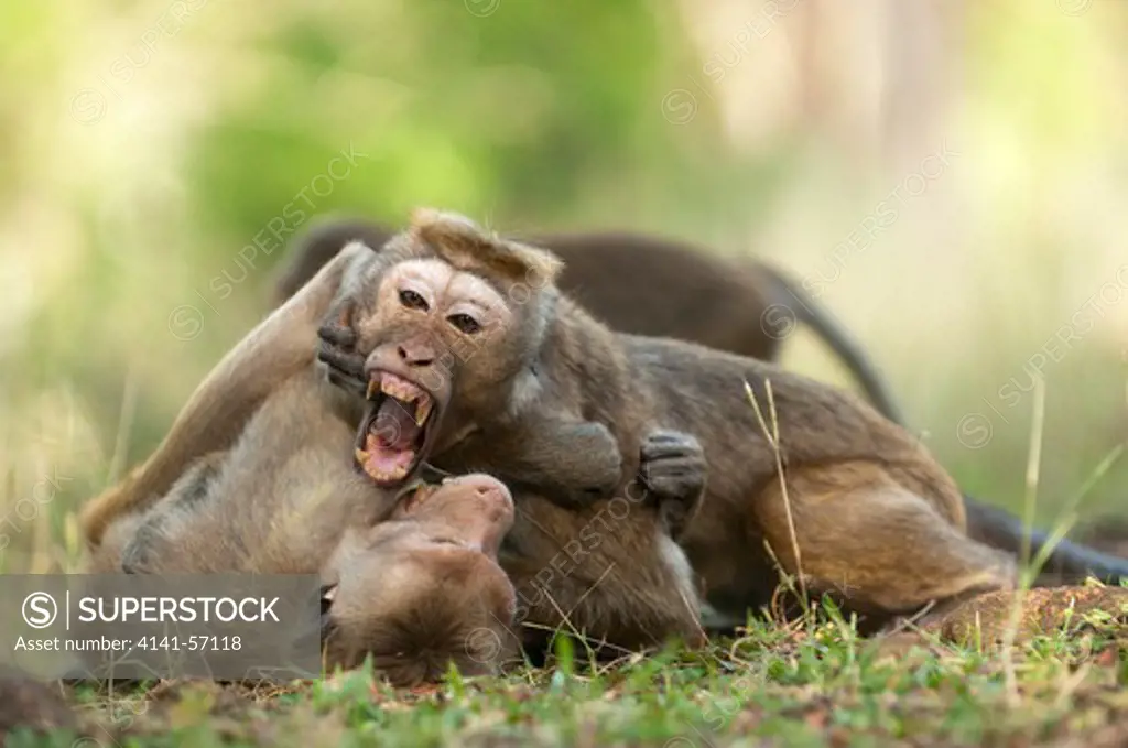Dry Zone Toque Macaque (Macaca Sinica Sinica) Play Fight Between Juvenile Toque Macaques. The Monkey With Its Face Visible Is A Male. Archaeological Reserve, Polonnaruwa, Sri Lanka. Iucn Red List Classification: Endangered
