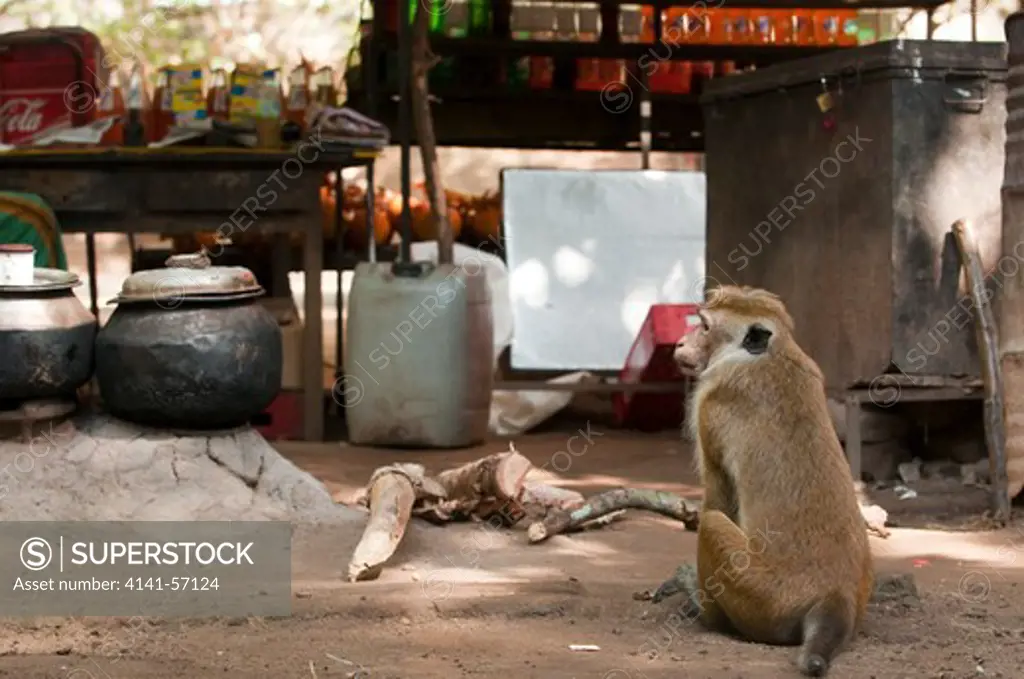 A Male Toque Macaque (Macaca Sinica Sinica) Sits Behind A Traders Stall Waiting For Scraps From Tourists, Rubbish Or The Chance To Steal Some Food. Archaeological Reserve, Polonnaruwa, Sri Lanka. Iucn Red List Classification: Endangered