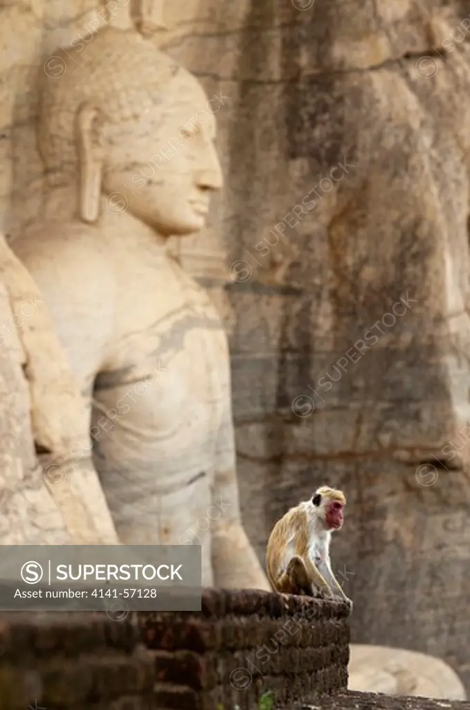 A Toque Macaque (Macaca Sinica Sinica) Sits In Front Of One Of The Famed Gal Vihara Statues On A 13Th Century Wall. Archaeological Reserve, Polonnaruwa, Sri Lanka. Iucn Red List Classification: Endangered