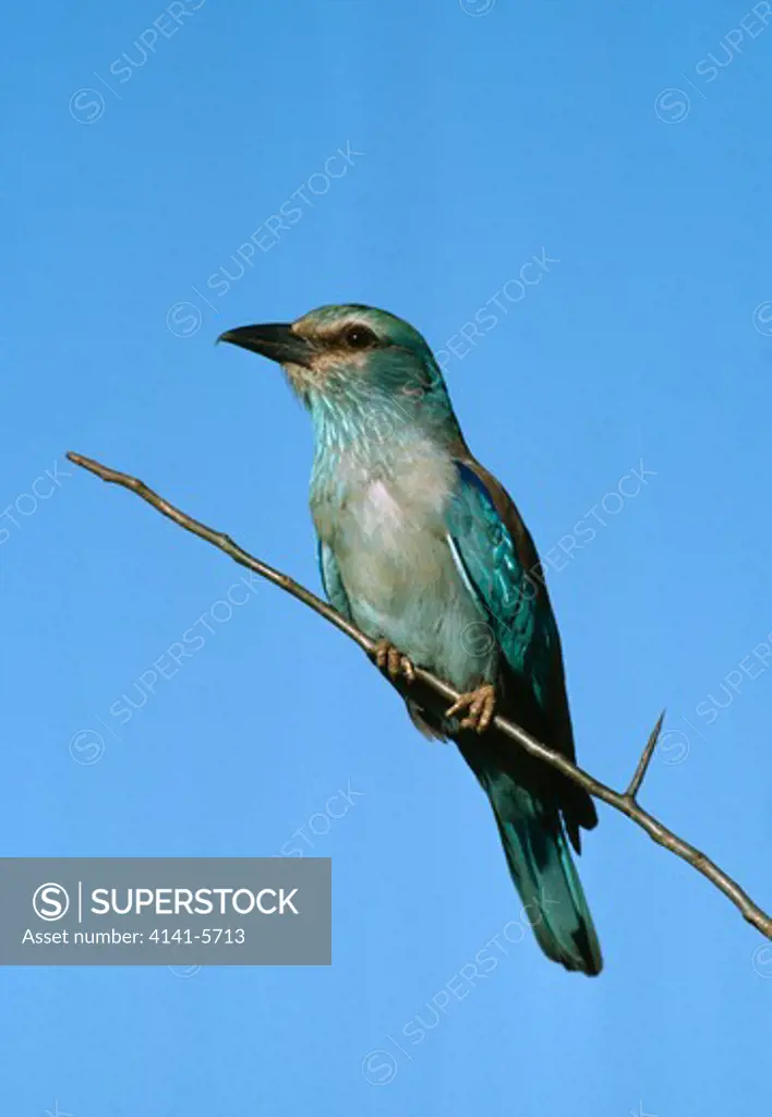 european roller coracias garrulus kenya 