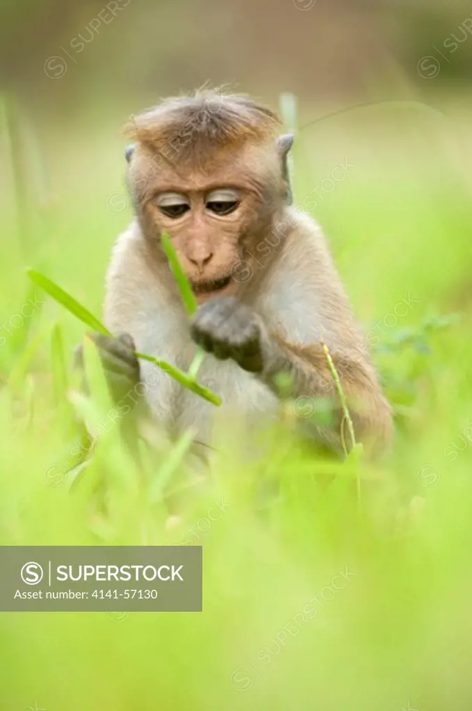 A Juvenile Toque Macaque (Macaca Sinica Sinica) Grazes Grass. Archaeological Reserve, Polonnaruwa, Sri Lanka. Iucn Red List Classification: Endangered