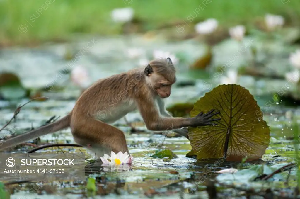 A Toque Macaque (Macaca Sinica Sinica) Lifts Water Lilly Pads To Check For Buds. These Are A Popular And Valuable Food Source For The Monkeys. Archaeological Reserve, Polonnaruwa, Sri Lanka. Iucn Red List Classification: Endangered