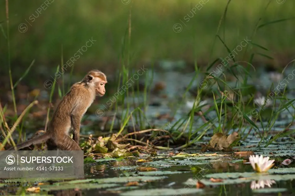 A Toque Macaque (Macaca Sinica Sinica) Searches For Water Lilly Buds. These Are A Popular And Valuable Food Source For The Monkeys. Archaeological Reserve, Polonnaruwa, Sri Lanka. Iucn Red List Classification: Endangered