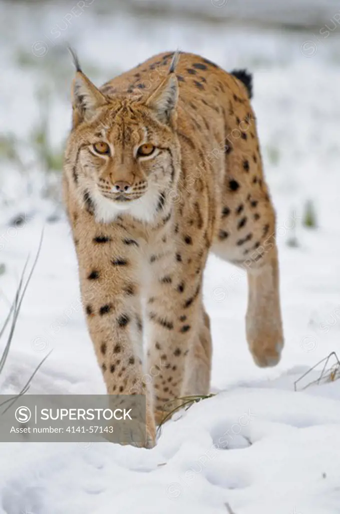 Bobcat, Lynx Rufus, Adult In Snow