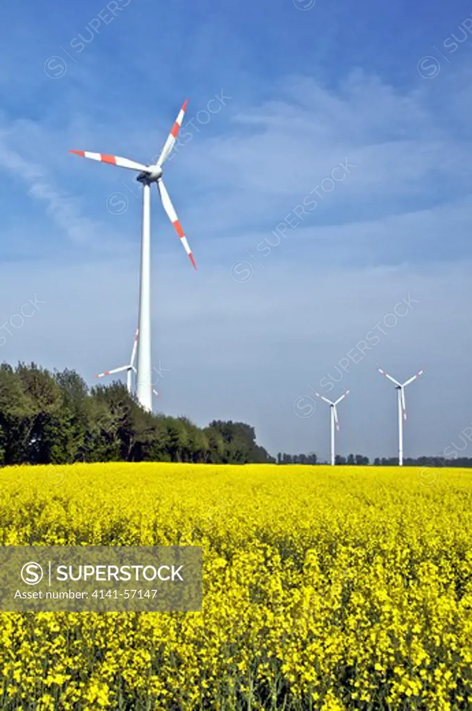 Wind Turbines In A Field Of Rape, Brassica Napus, Renewable Energy