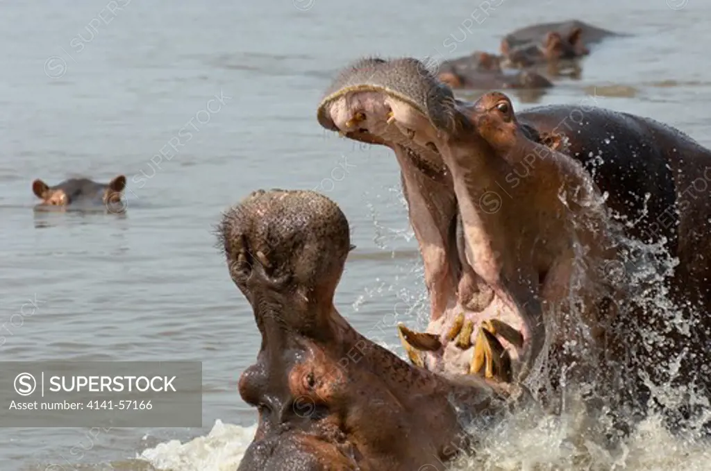 Hippopotamus, Hippopotamus Amphibious, Territorial Dispute Between Two Male Hippos, South Luangwa National Park, Zambia