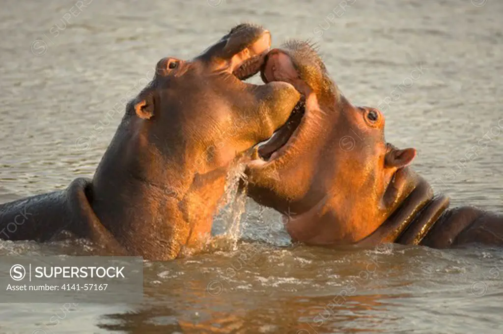 Hippopotamus, Hippopotamus Amphibious, Territorial Dispute Between Two Male Hippos, South Luangwa National Park, Zambia