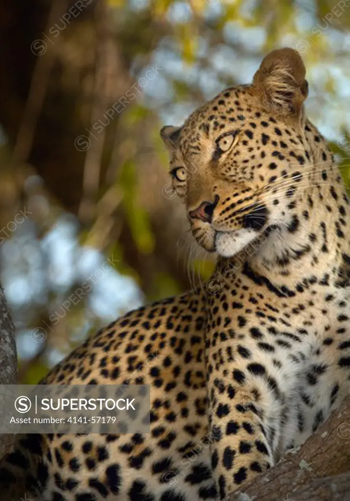 Leopard, Panthera Pardus, South Luangwa National Park, Zambia