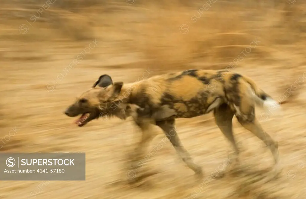 African Wild Dog, Lycaon Pictus, Endangered, South Luangwa National Park, Zambia