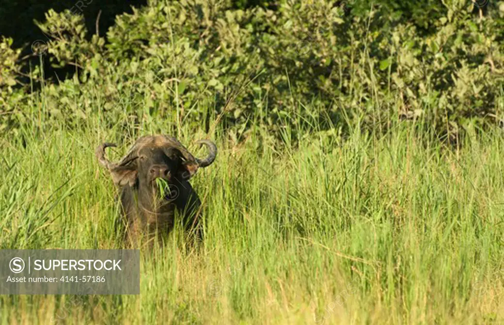 African Buffalo, Syncerus Caffer Caffer, Feeding In Long Grass, South Luangwa National Park, Zambia